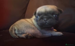 Pug dogs for sale: Fawn male pug - Image 2