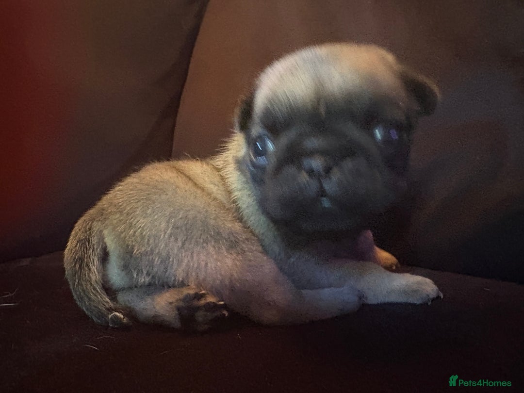 Pug dogs for sale: Fawn male pug - Image 2