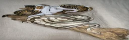 Python Snake reptiles for sale: Ball pythons (8mth). Pied/Firefly/Gene X/Mojave) - Advert 4