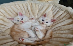 Maine Coon cats for sale: Beautiful Fluffy Maine Coon Kittens - Image 3