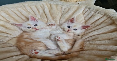 Maine Coon cats - Advert 2