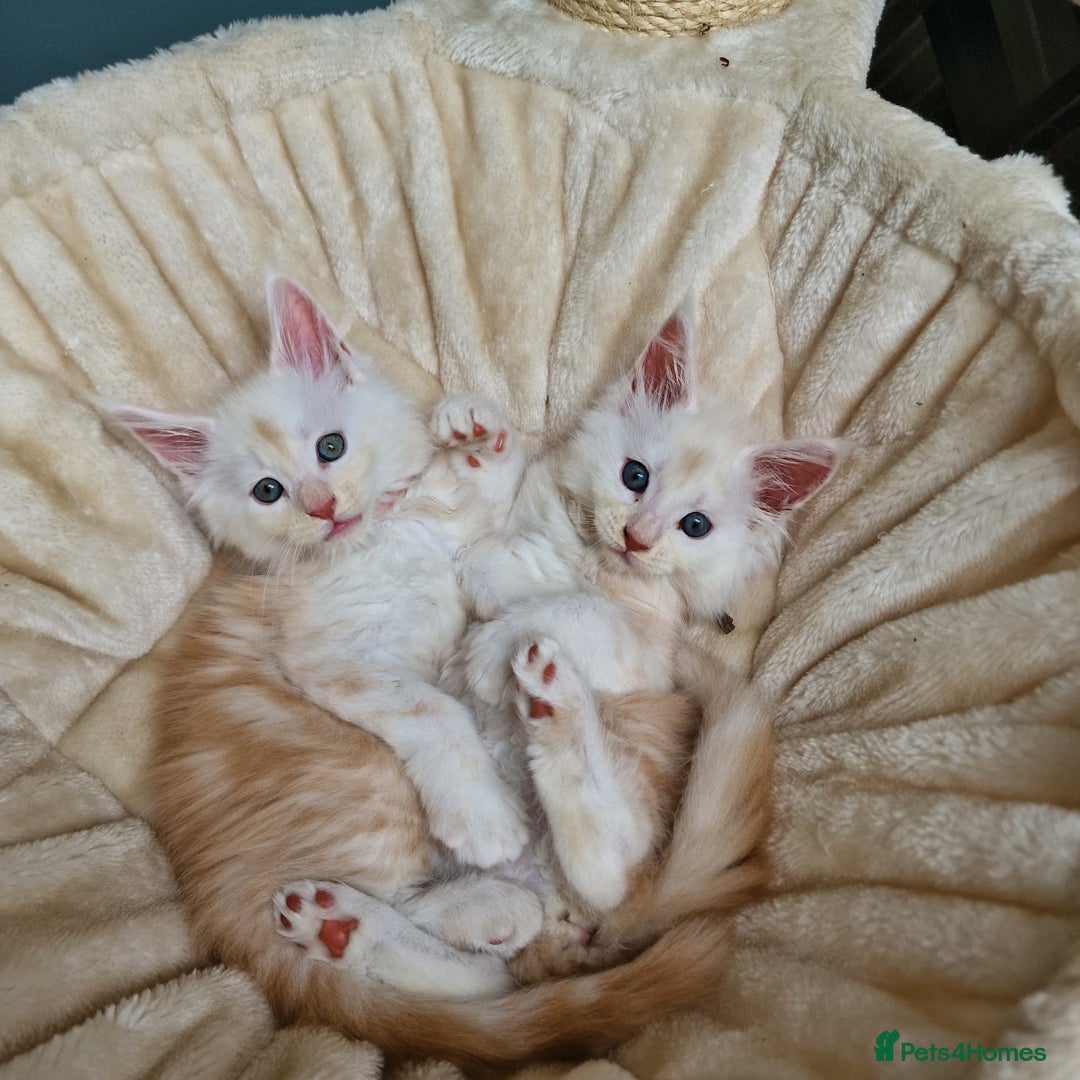 Maine Coon cats for sale: Beautiful Fluffy Maine Coon Kittens - Image 3