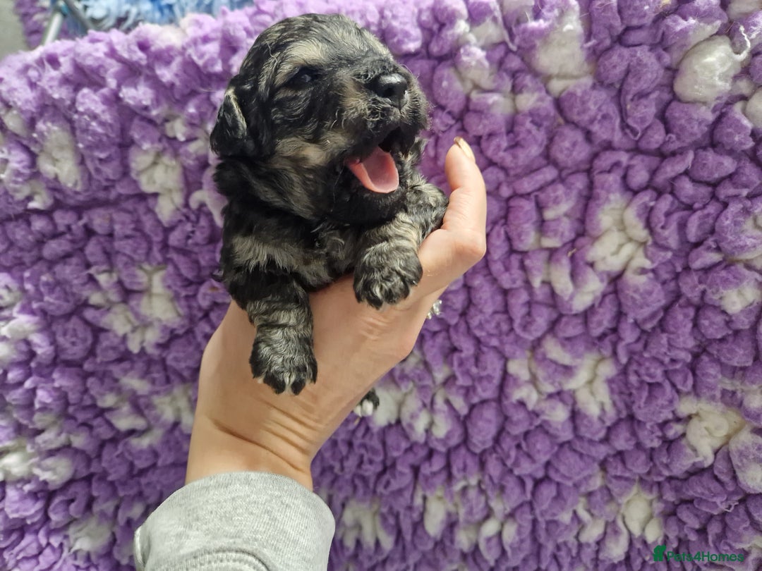 Poochon dogs for sale: 💥RARE COLOUR PHANTOM/CARRIER F1 POOCHONS 💥 - Advert 8