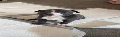 Staffordshire Bull Terrier 2