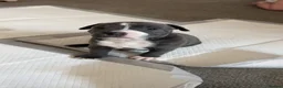 Staffordshire Bull Terrier dogs for sale: Beautiful staffy pups  - Advert 3