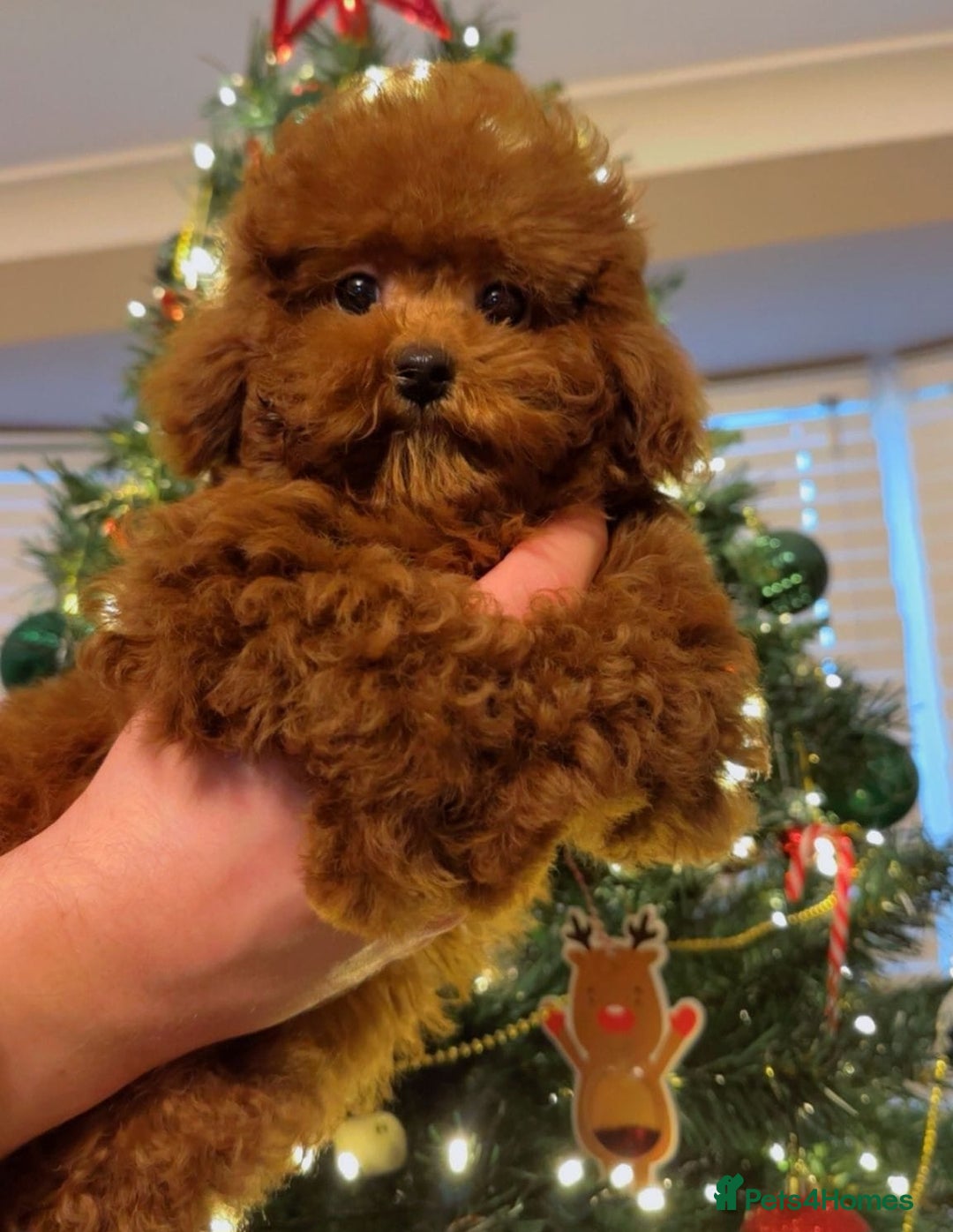 Toy Poodle dogs for sale: Asian Toy Poodle (Korean & Chineese) - Advert 5