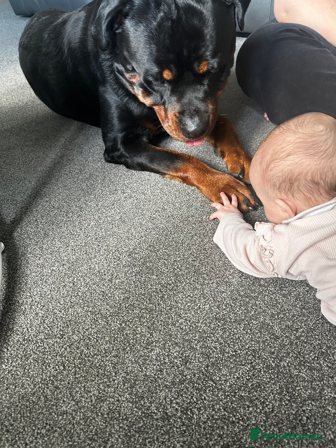 Rottweiler dogs for sale: Rottweiler needs a loving forever home  - Advert 12