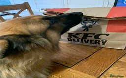 German Shepherd dogs for sale: Long-Medium hair pure bred German Shepherds 🇩🇪 - Image 6