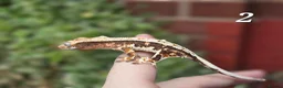 Gecko reptiles for sale: Various crested geckos - Advert 3