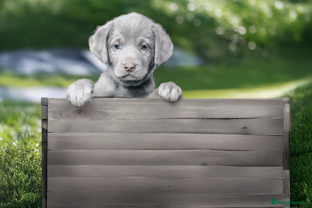 Labrador Retriever dogs for sale: Stunning litter  - Image 8