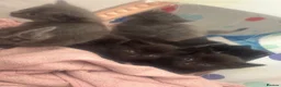 Mixed Breed cats for sale: Domestic short hair x ragdoll - Advert 4