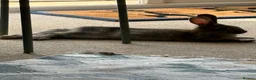 English rabbits for sale: Rabbit Pair  - Advert 6