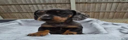 Miniature Dachshund dogs for sale: Gorgeous KC Registered, PRA Clear puppies  in Harlow - Advert 22