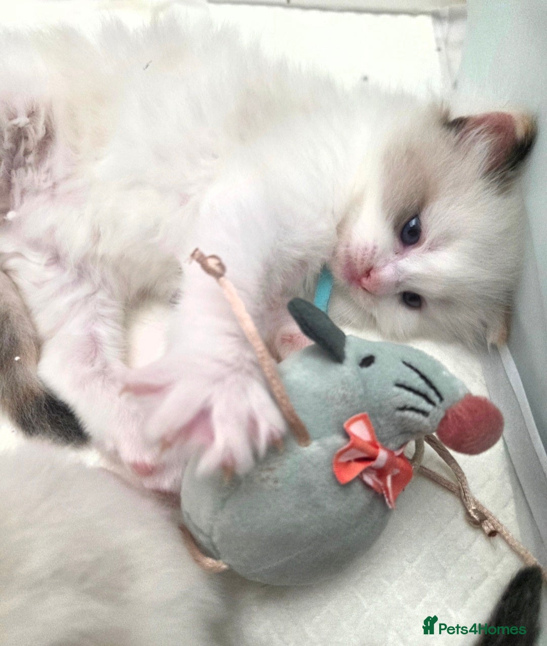 Ragdoll cats Outstanding quality Tortie Ragdolls - Advert 2