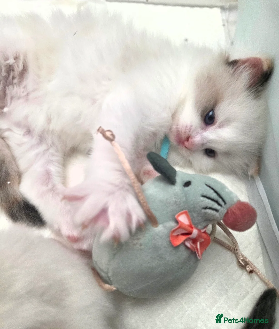 Ragdoll cats for sale: Outstanding quality Tortie Ragdolls - Advert 2