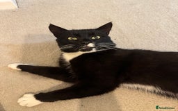 Mixed Breed cats for sale: Tuxedo male cat for sale - Image 5