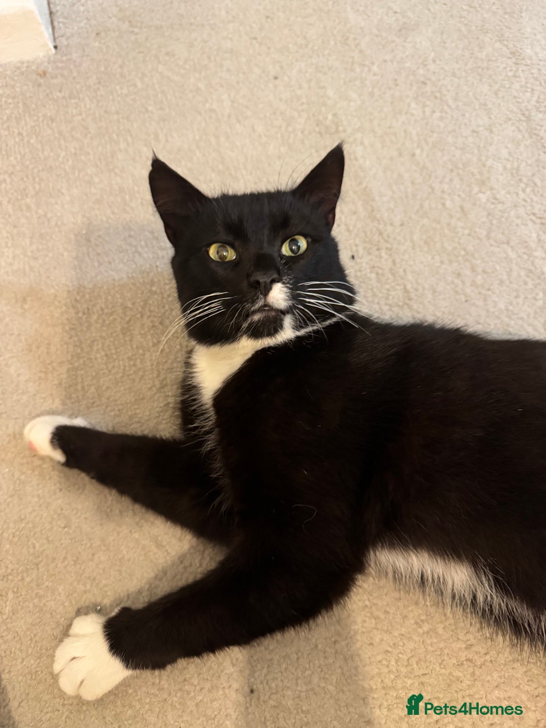 Mixed Breed cats for sale: Tuxedo male cat for sale - Image 5