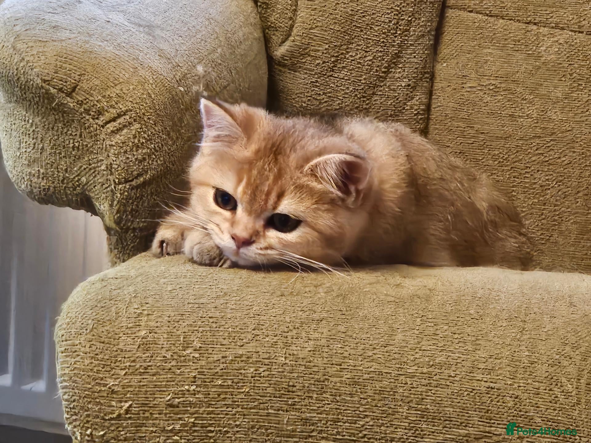 British Shorthair cats Stunning Purebred Golden BSH Kittens - only 1 left - Advert 2