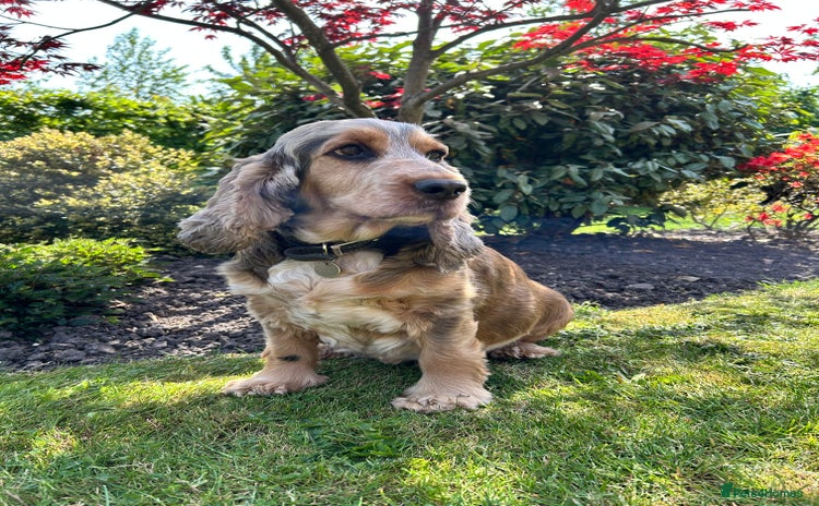 Cocker Spaniel dogs - Advert 3
