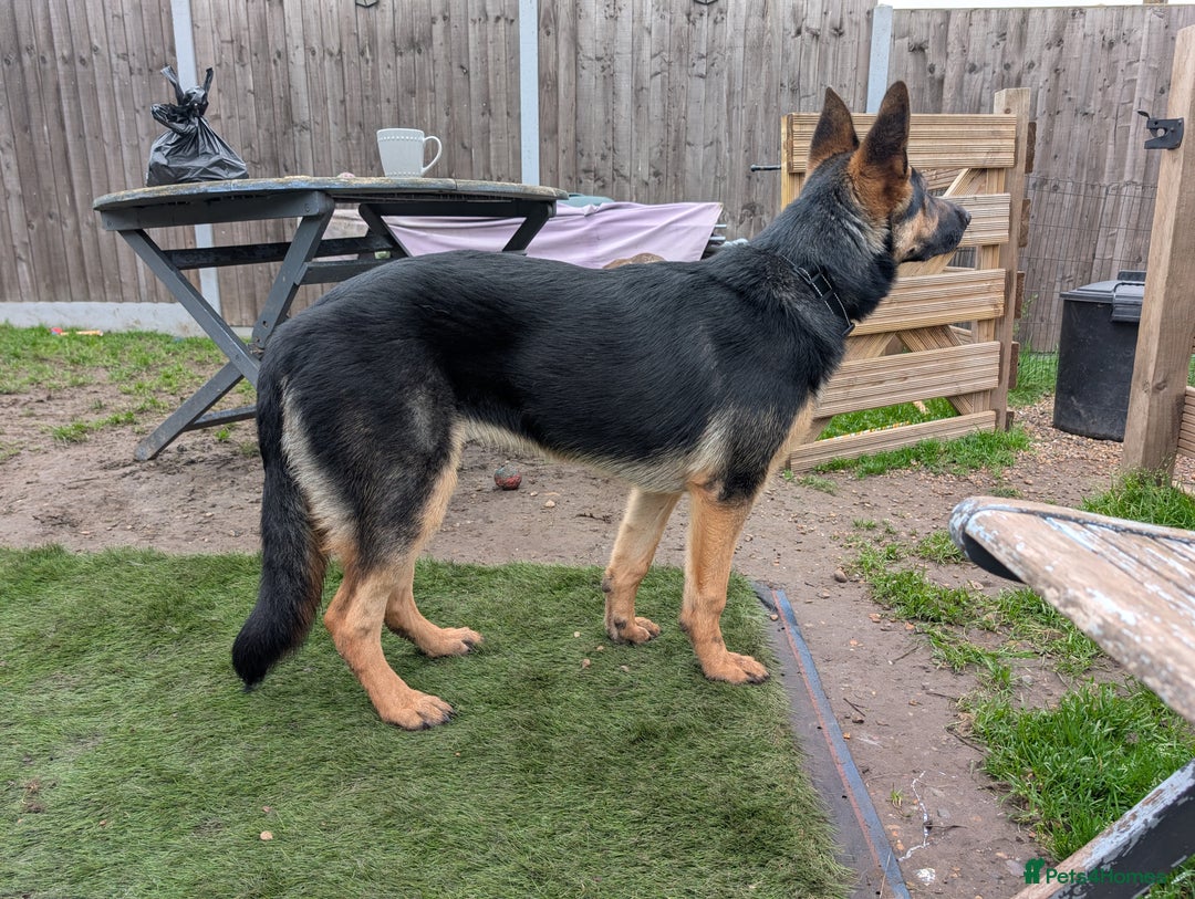 German Shepherd dogs for sale: German Shepherd Pup - Advert 4