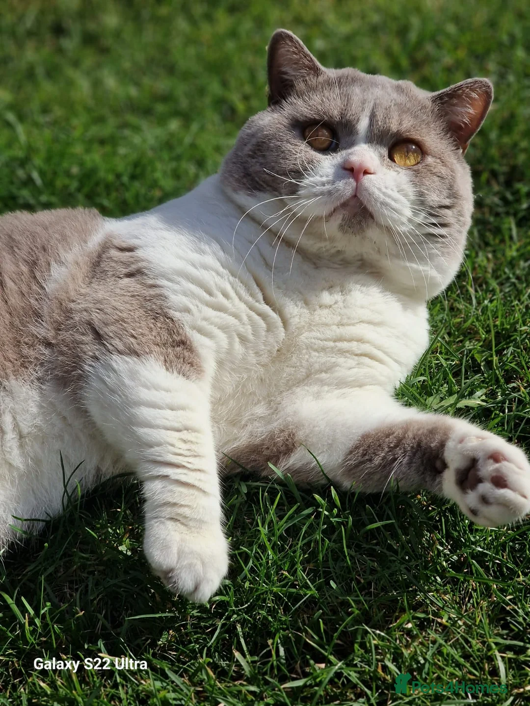British Shorthair cats for sale: BSH Litter of 4 kittens 💙🧡💛💜 - Advert 2