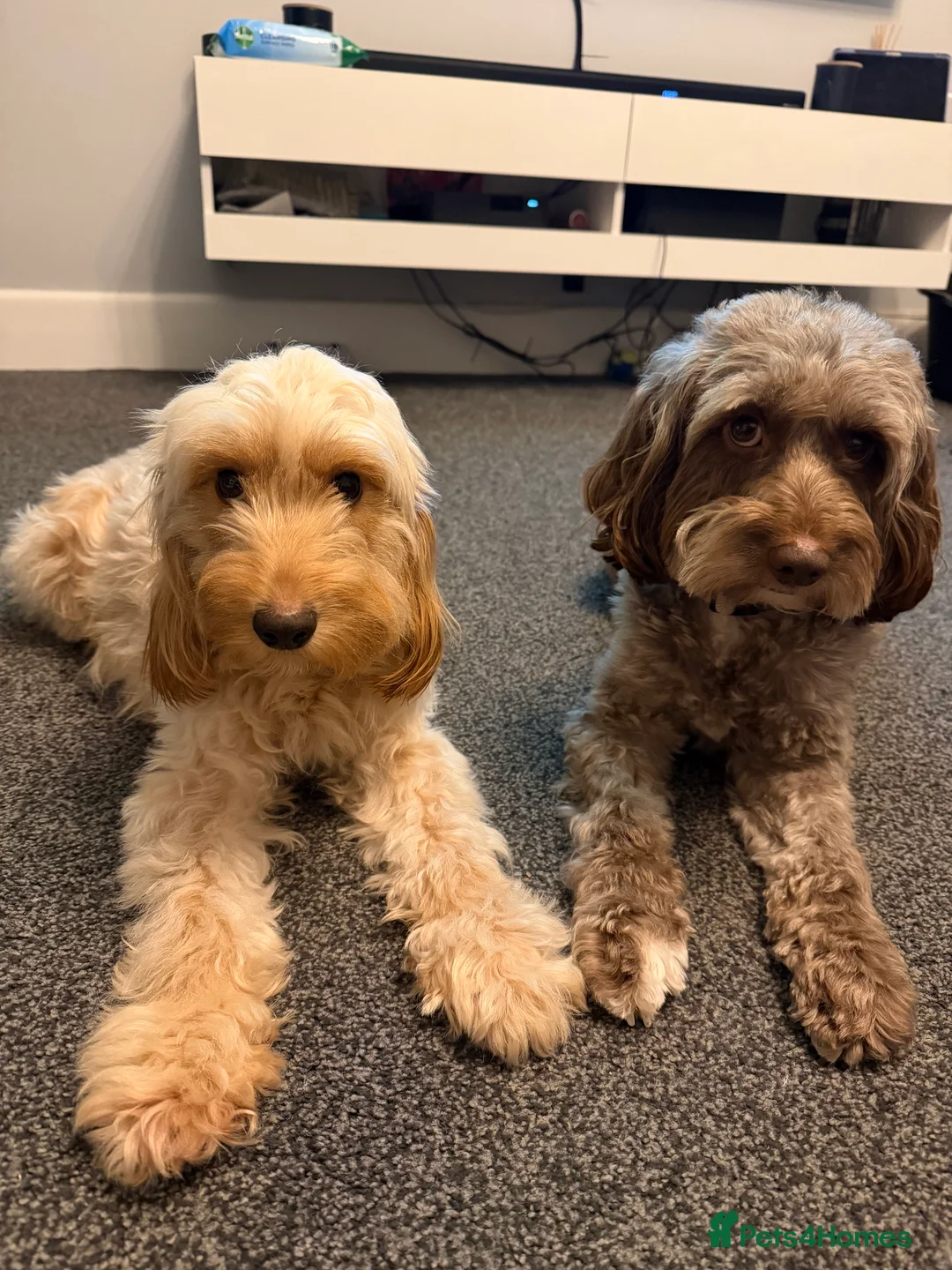 Cockapoo dogs for sale: Beautiful cockapoo puppies  - Advert 2