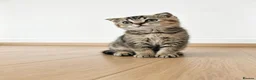 Mixed Breed cats for sale: British Shorthair/ Scottish Fold cross kittens in Doncaster - Advert 2