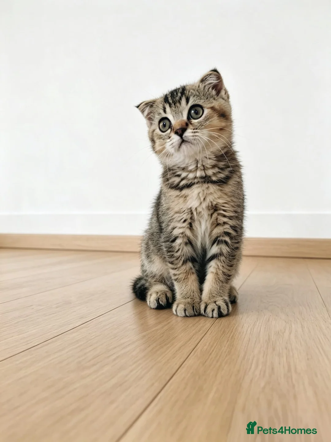 Mixed Breed cats for sale: British Shorthair/ Scottish Fold cross kittens in Doncaster - Advert 2