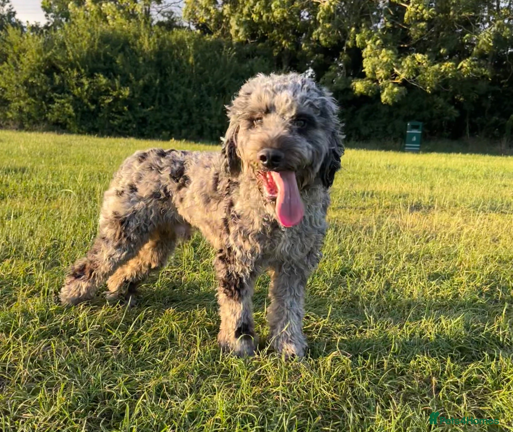 Cockapoo dogs First cross Phantom Merle Cockapoo  - Advert 1