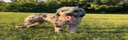 Cockapoo dogs for stud: First cross Phantom Merle Cockapoo  - Advert 1