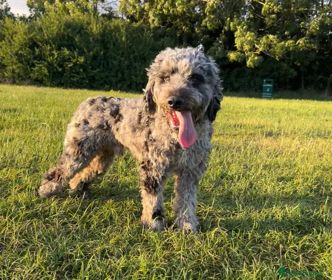 Cockapoo dogs for stud: First cross Phantom Merle Cockapoo  - Advert 1