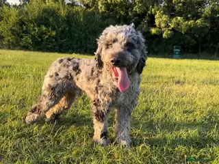 Cockapoo dogs First cross Phantom Merle Cockapoo - Advert 4