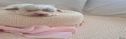 Cavapoo dogs for sale: Beautiful F1 Cavapoo Puppies Ready From 6th June  in London - Advert 12