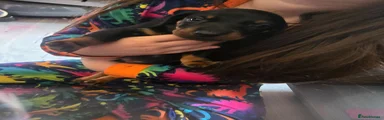 Dachshund 2