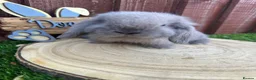 Mini Lop rabbits for sale: Beautiful purebred mini lops ready to reserve  - Advert 6