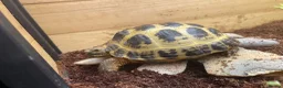 Tortoise reptiles for sale: Female Horsefield tortoise  in Halifax - Advert 3