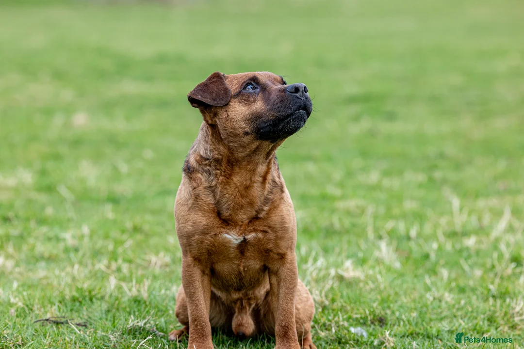 Patterdale Terrier dogs for stud: Super All Round Working Fell Terrier  in Hawes - Advert 19