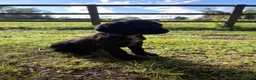 Cocker Spaniel dogs for sale: Cocker spaniel puppies - Advert 5
