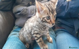 Bengal cats for sale: Ready Now stunning Bengal kittens - Image 14