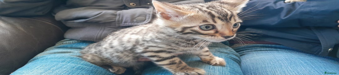 Bengal Kitten 4