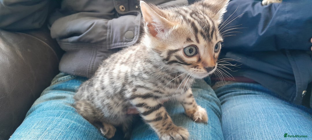 Bengal cats for sale: Ready Now stunning Bengal kittens - Image 14