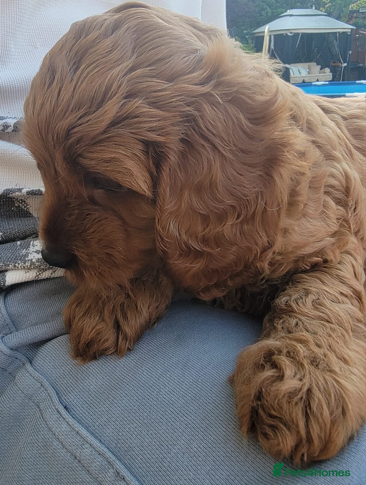 Cavapoo dogs F1 Cavapoo - Advert 1