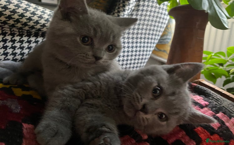 British Shorthair cats for sale - Advert 1