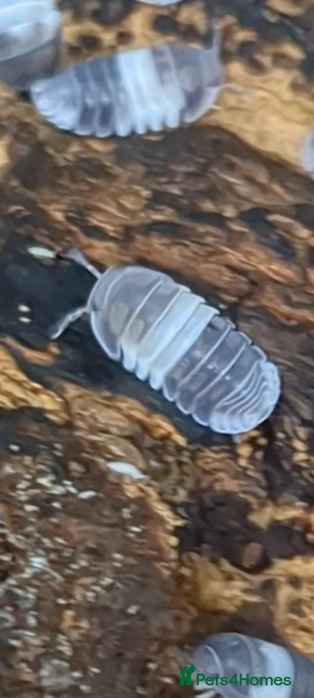 Isopods invertebrates for sale: Panda King Isopods  - Advert 2