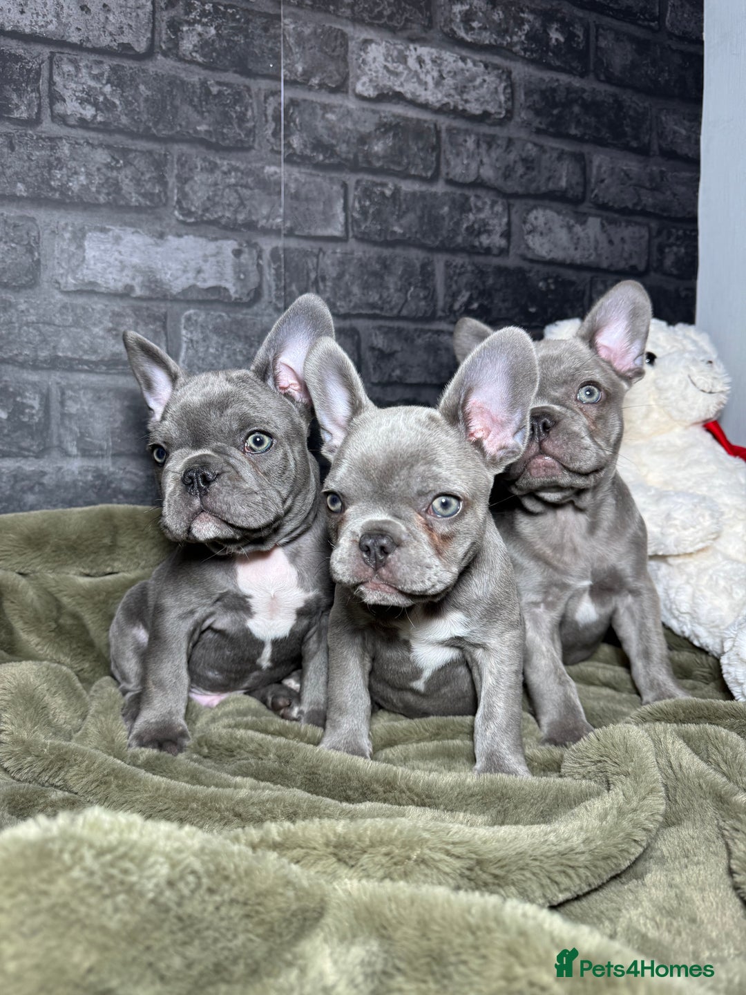 Royal Frenchel Micro Mini Royal Frenchel Micro Online Mini For