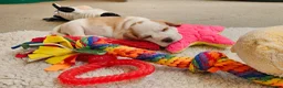 Beagle dogs for sale: Stunning KC Registered Beagle Pups- Ready 24.08.26 in Thirsk - Advert 26
