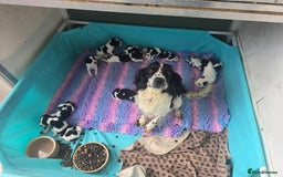English Springer Spaniel dogs for sale: ⭐️ Ready Stunning KC DNA Vetted, home Ess Pups ⭐️ - Image 23