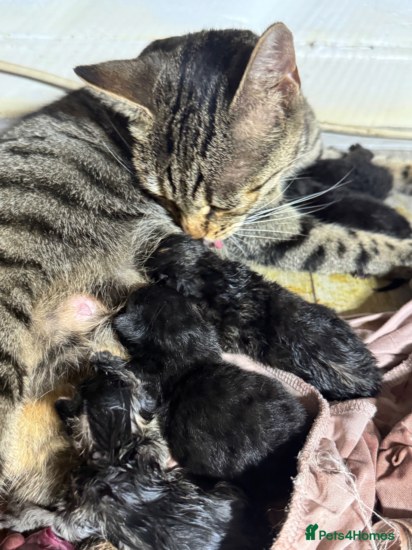 Domestic Shorthair cats 1 month old short hair kittens  - Advert 8