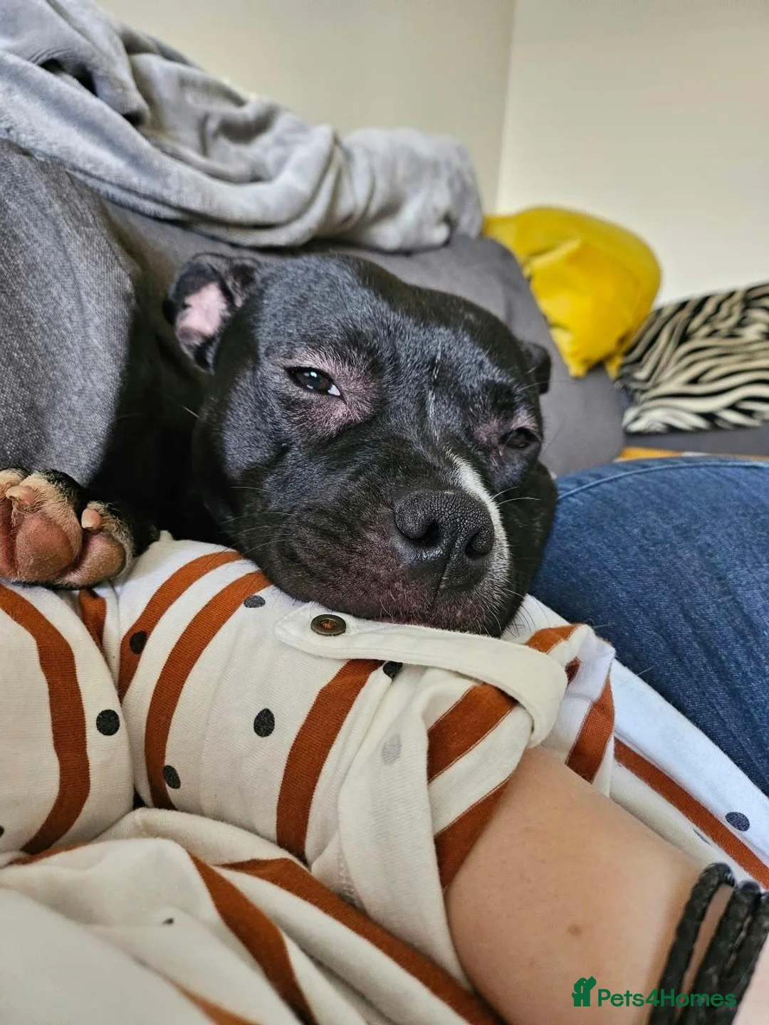 Staffordshire Bull Terrier dogs for sale: Staffy looking for a new home in Corby - Advert 5