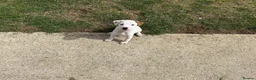 Jack Russell dogs for sale: Jack Russell Puppies for sale  - Advert 8